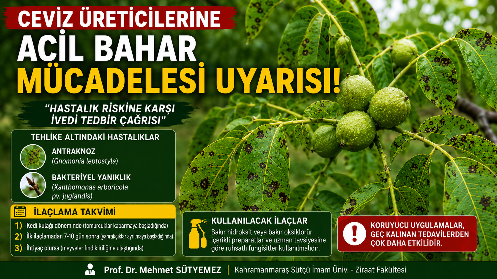CEVİZ ÜRETİCİLERİNE KRİTİK UYARI