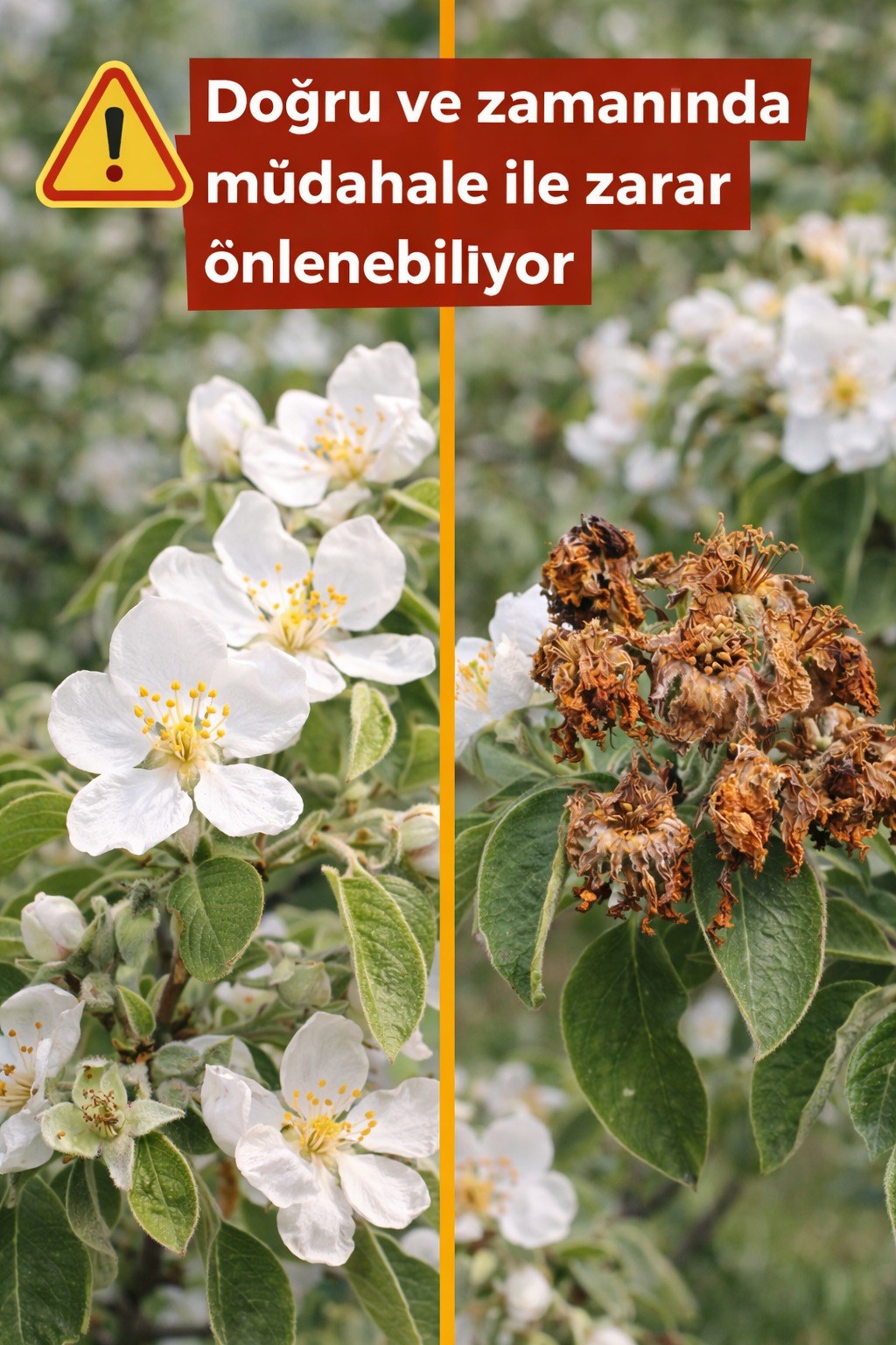 AYVA BAHÇELERİNDE MONİLYA HASTALIĞINA KARŞI UYARI
