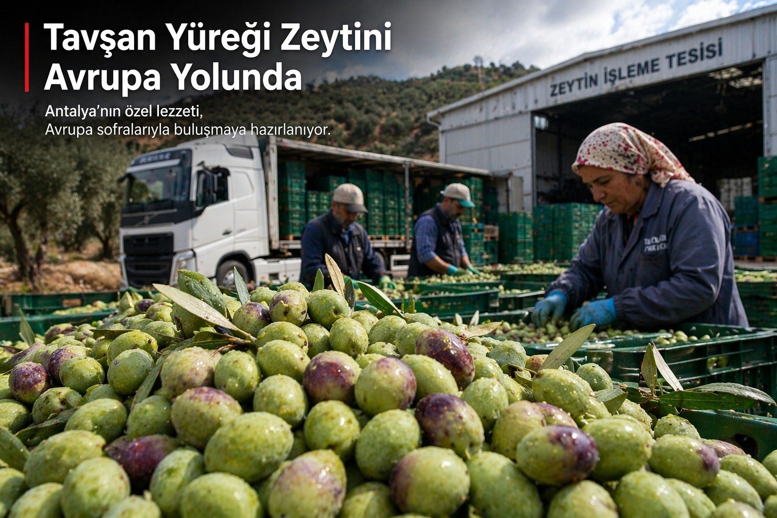 TAVŞAN YÜREĞİ ZEYTİNİ AVRUPA YOLUNDA