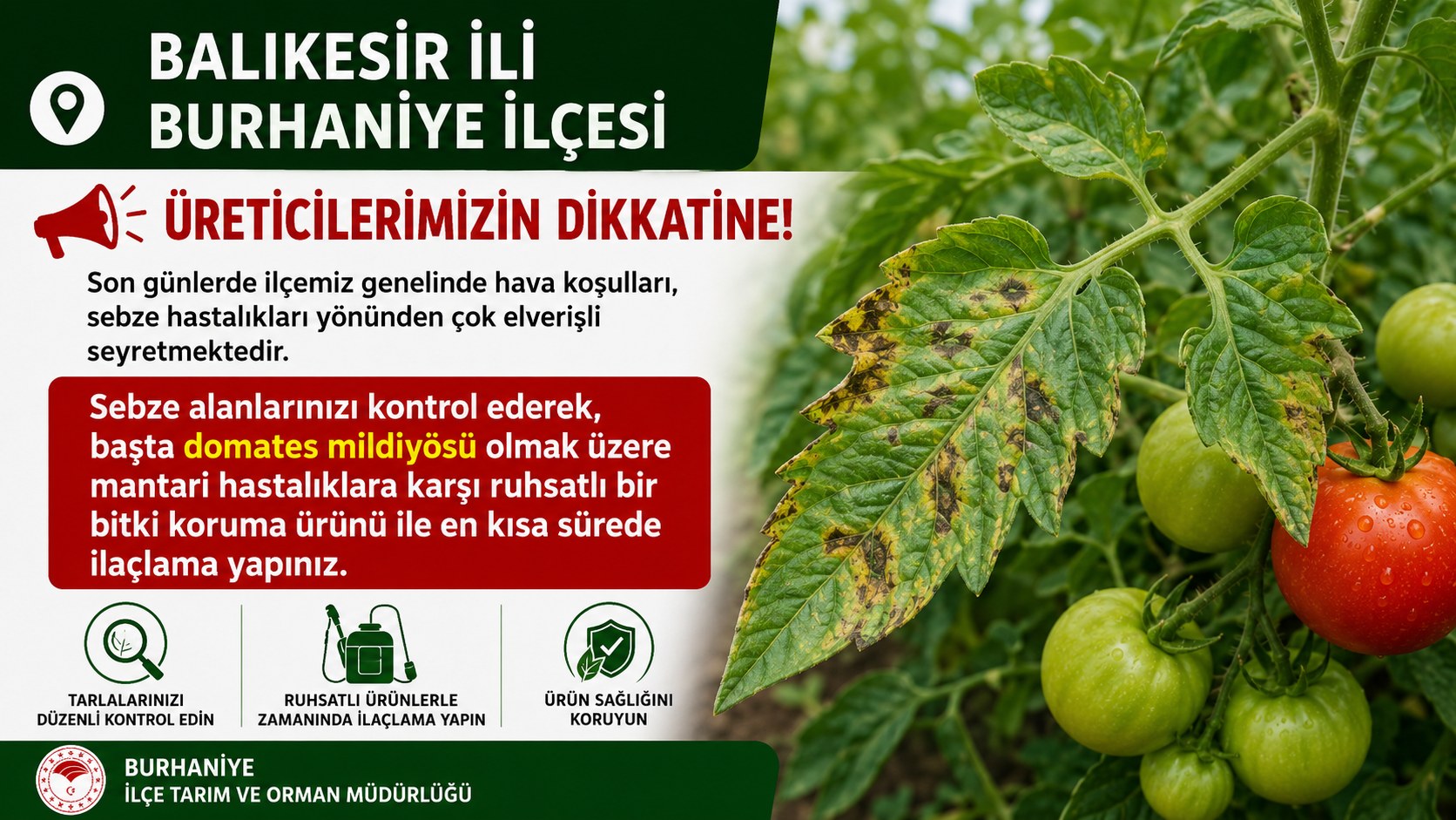 BURHANİYE’DE DOMATES TARLALARI İÇİN ALARM