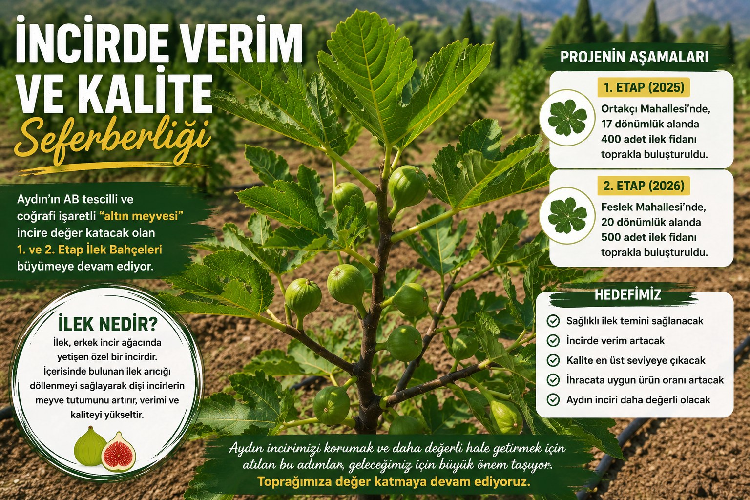 İNCİRİN KADERİNİ DEĞİŞTİRECEK ADIM