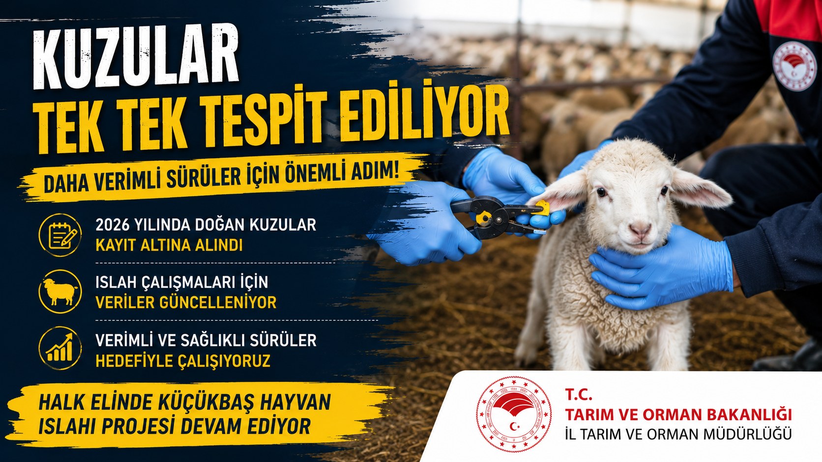KUZULAR TEK TEK SAYILDI İŞTE NEDENİ
