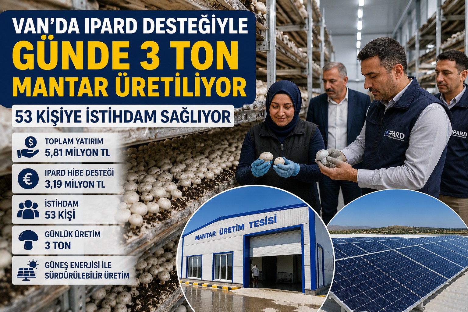 VAN'DA GÜNDE 3 TON MANTAR ÜRETİLİYOR