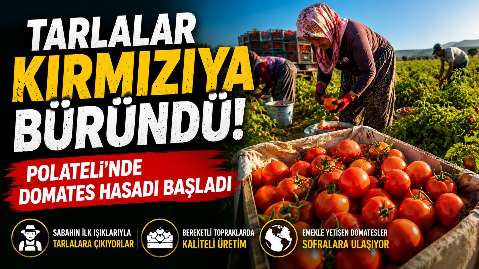 POLATELİ'NDE DOMATES HASADI BAŞLADI