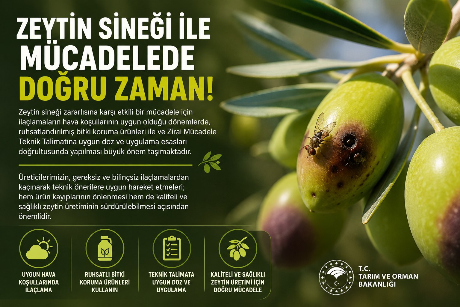 ZEYTİN SİNEĞİNE KARŞI DOĞRU MÜCADELE UYARISI