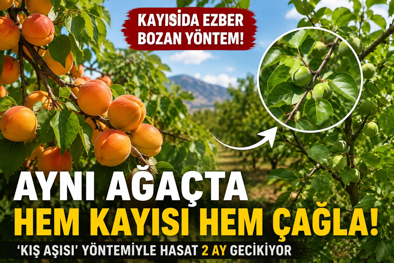 AYNI AĞAÇTA HEM KAYISI HEM ÇAĞLA!