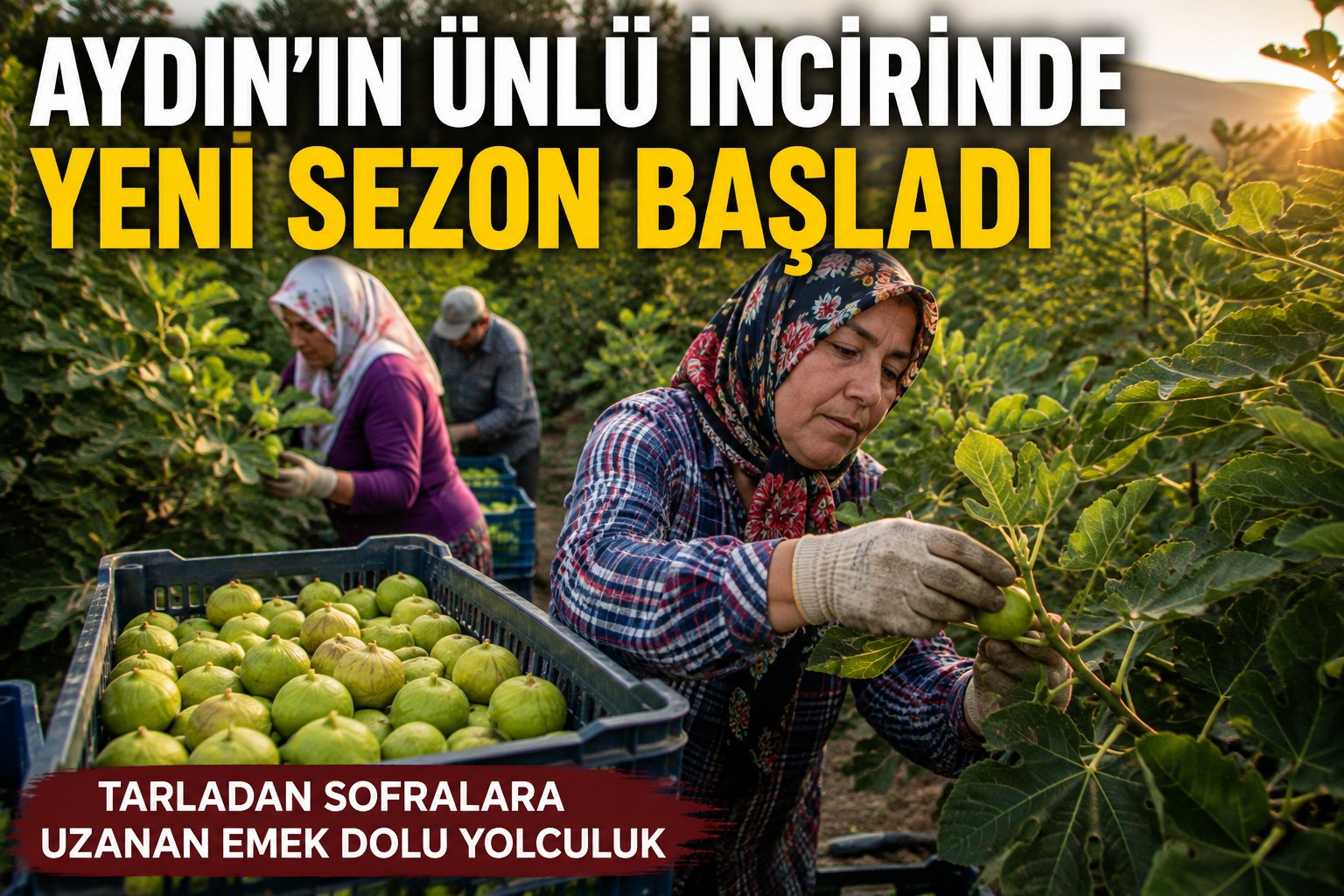 REKOLTE YÜKSEK GÖZLER İNCİR FİYATINDA