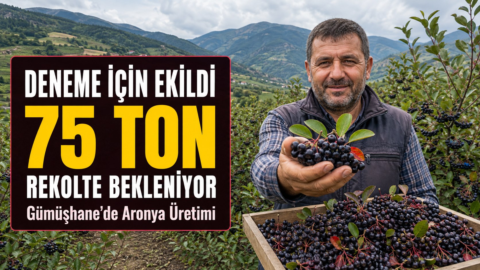 GÜMÜŞHANE’DE DENEME İÇİN EKİLDİ 75 TON REKOLTE BEKLENİYOR