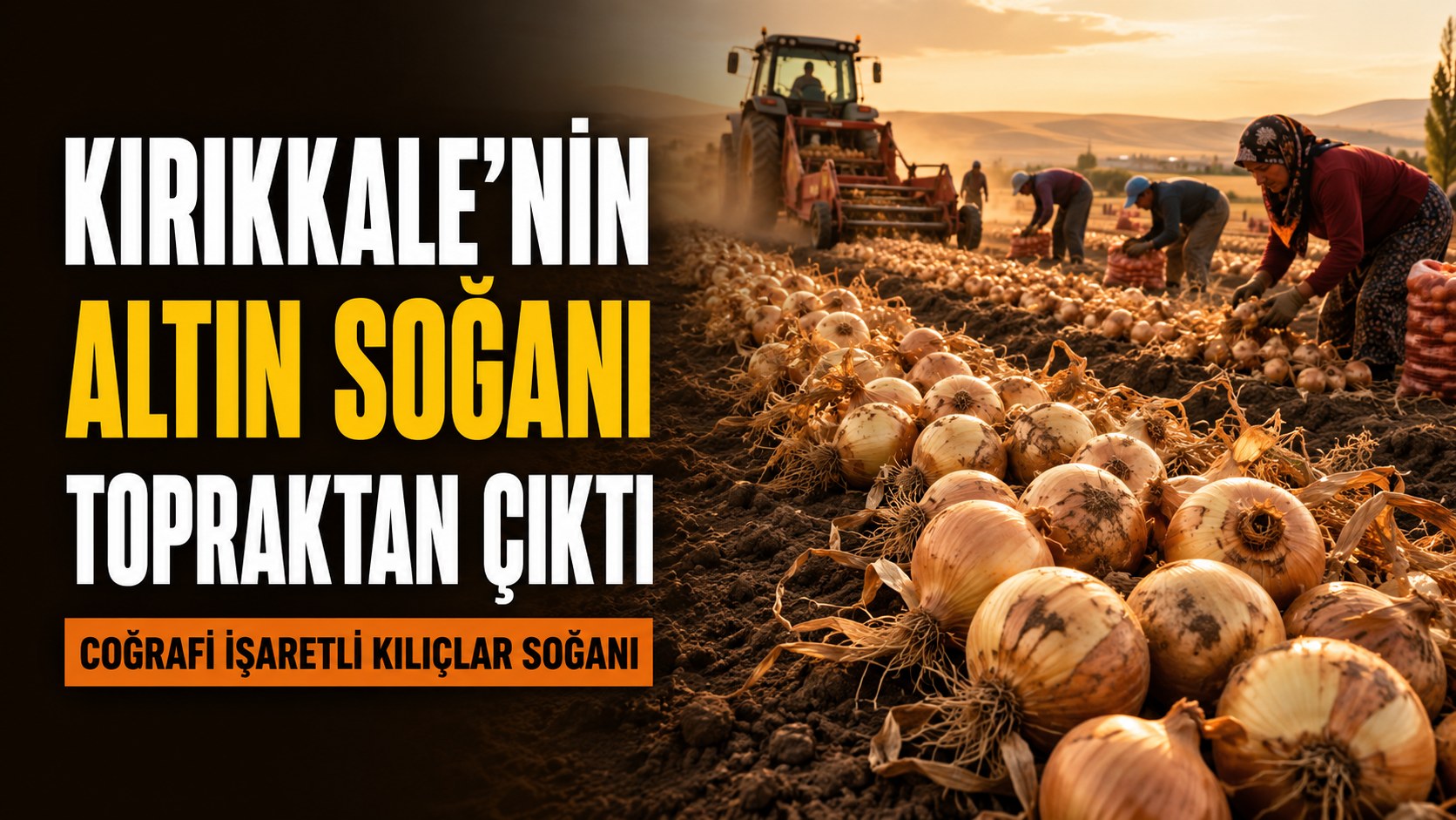 KIRIKKALE’NİN ALTIN SOĞANI TOPRAKTAN ÇIKTI