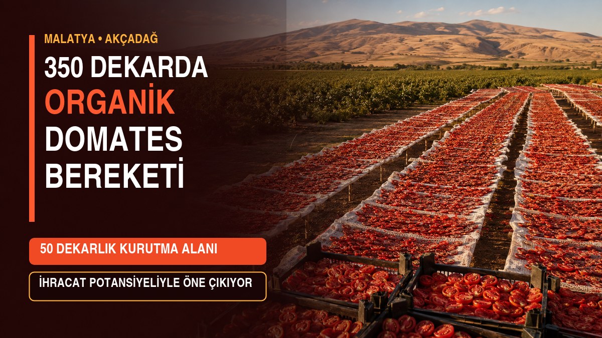 AKÇADAĞ’DA 350 DEKARLIK ORGANİK DOMATES BEREKETİ