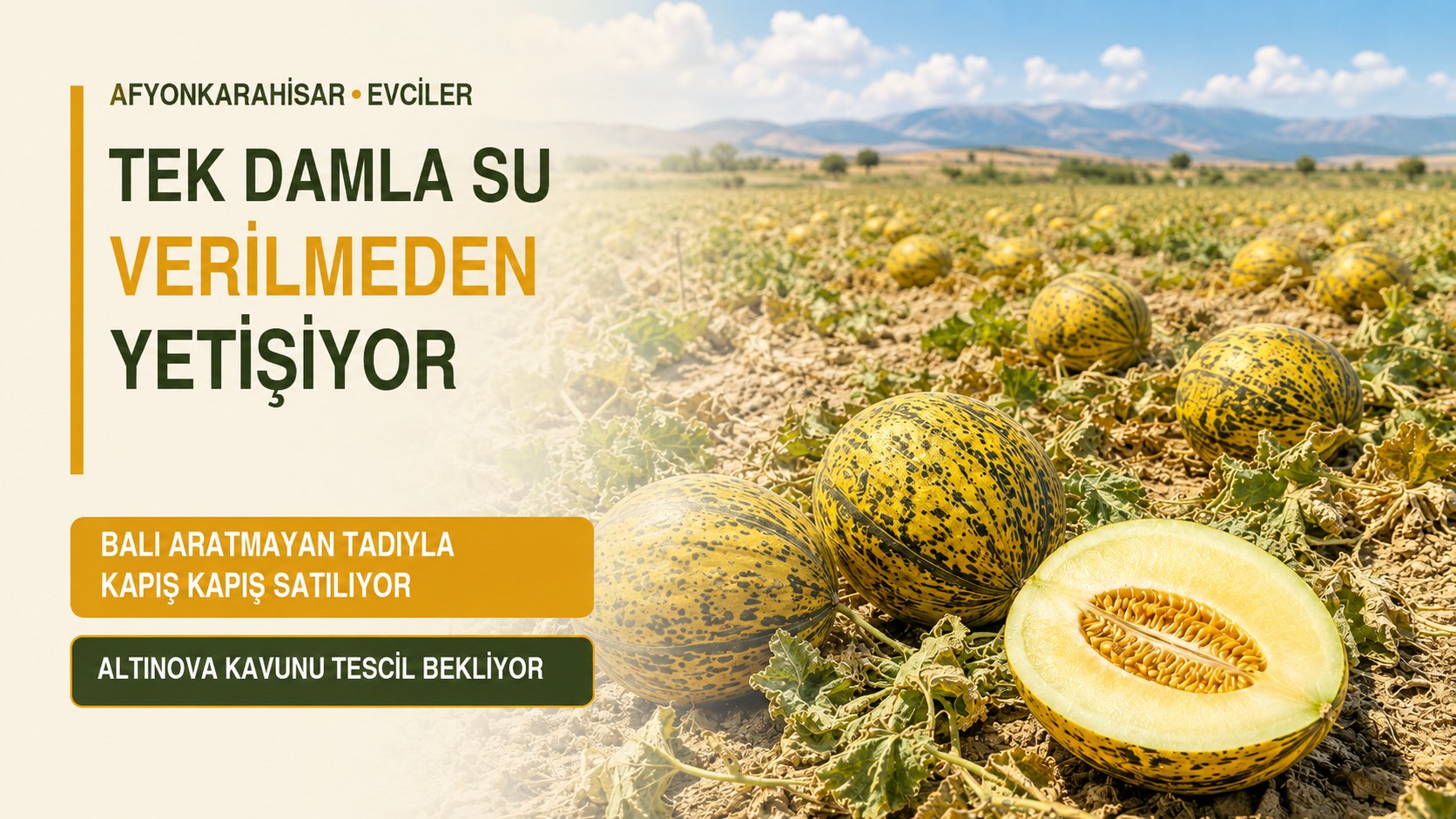 TEK DAMLA SU VERİLMEDEN YETİŞİYOR KAPIŞ KAPIŞ SATILIYOR