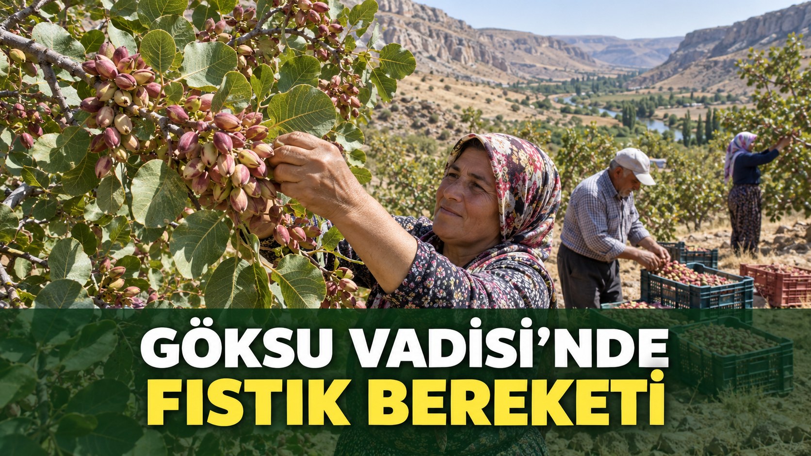 GÖKSU VADİSİ’NDE FISTIK BEREKETİ