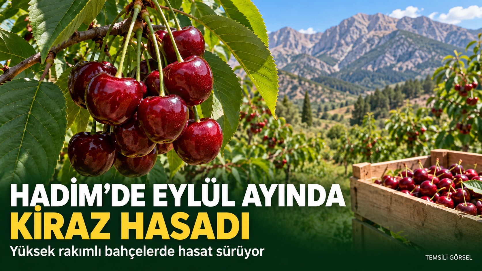 HADİM’DE EYLÜL AYINDA KİRAZ HASADI