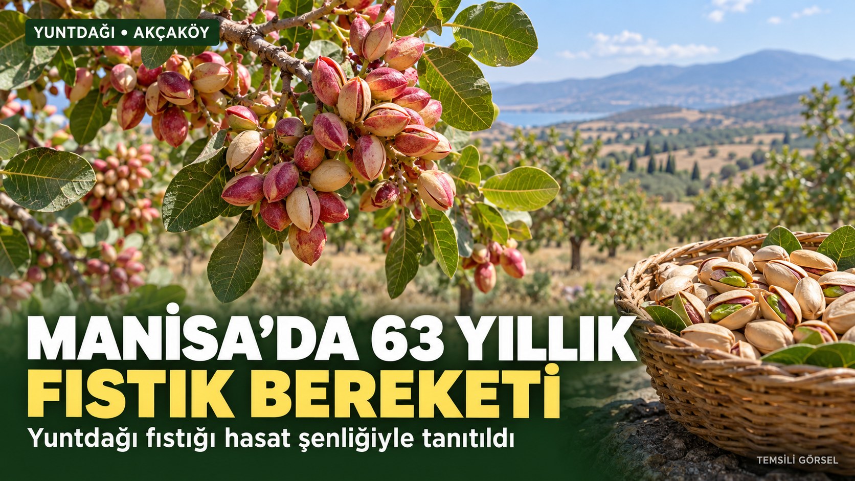 MANİSA’DA 63 YILLIK FISTIK BEREKETİ