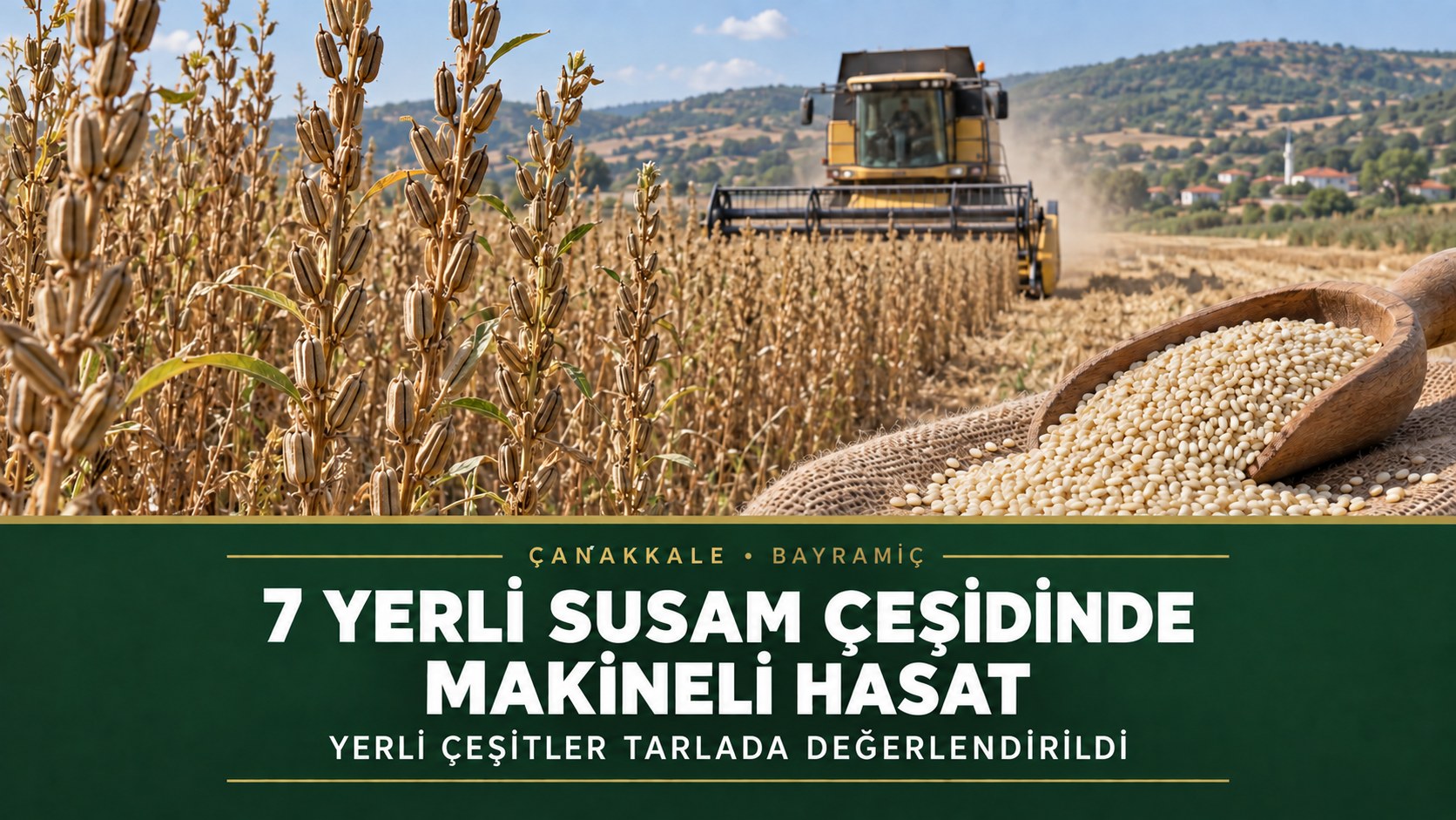 BAYRAMİÇ’TE 7 YERLİ SUSAM ÇEŞİDİNDE MAKİNELİ HASAT