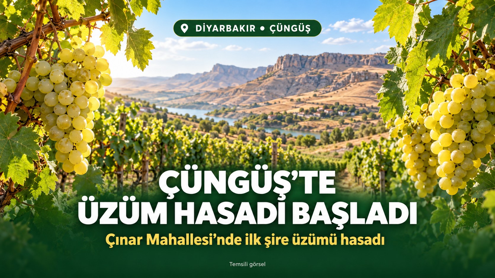 ÇÜNGÜŞ’TE ÜZÜM HASADI BAŞLADI