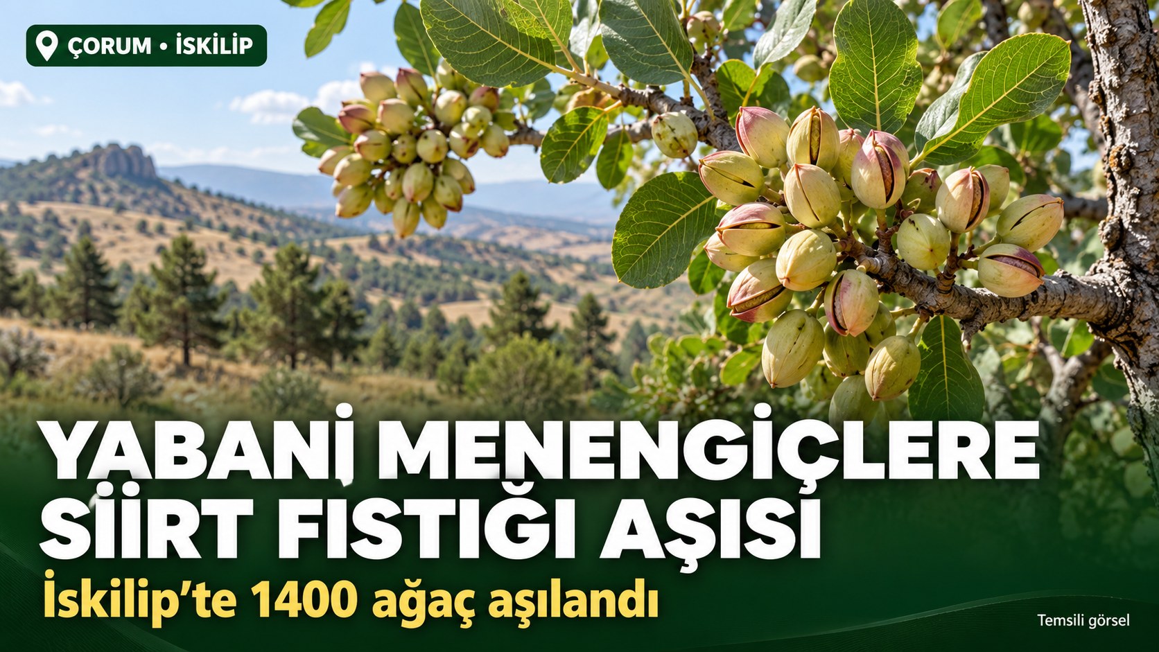 İSKİLİP’TE 1400 MENENGİÇ AĞACINA SİİRT FISTIĞI AŞISI