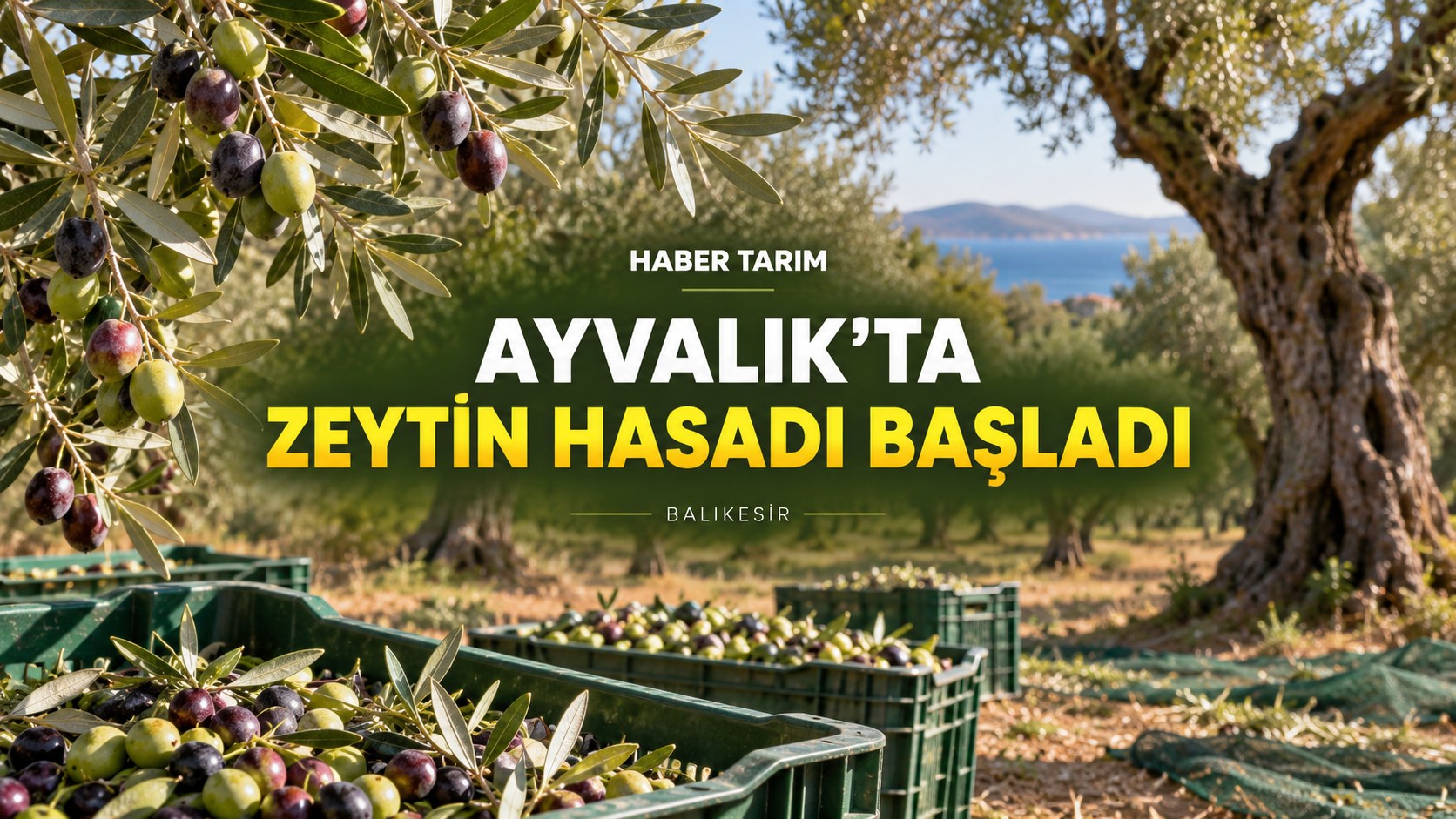 AYVALIK’TA ZEYTİN HASADI BAŞLADI