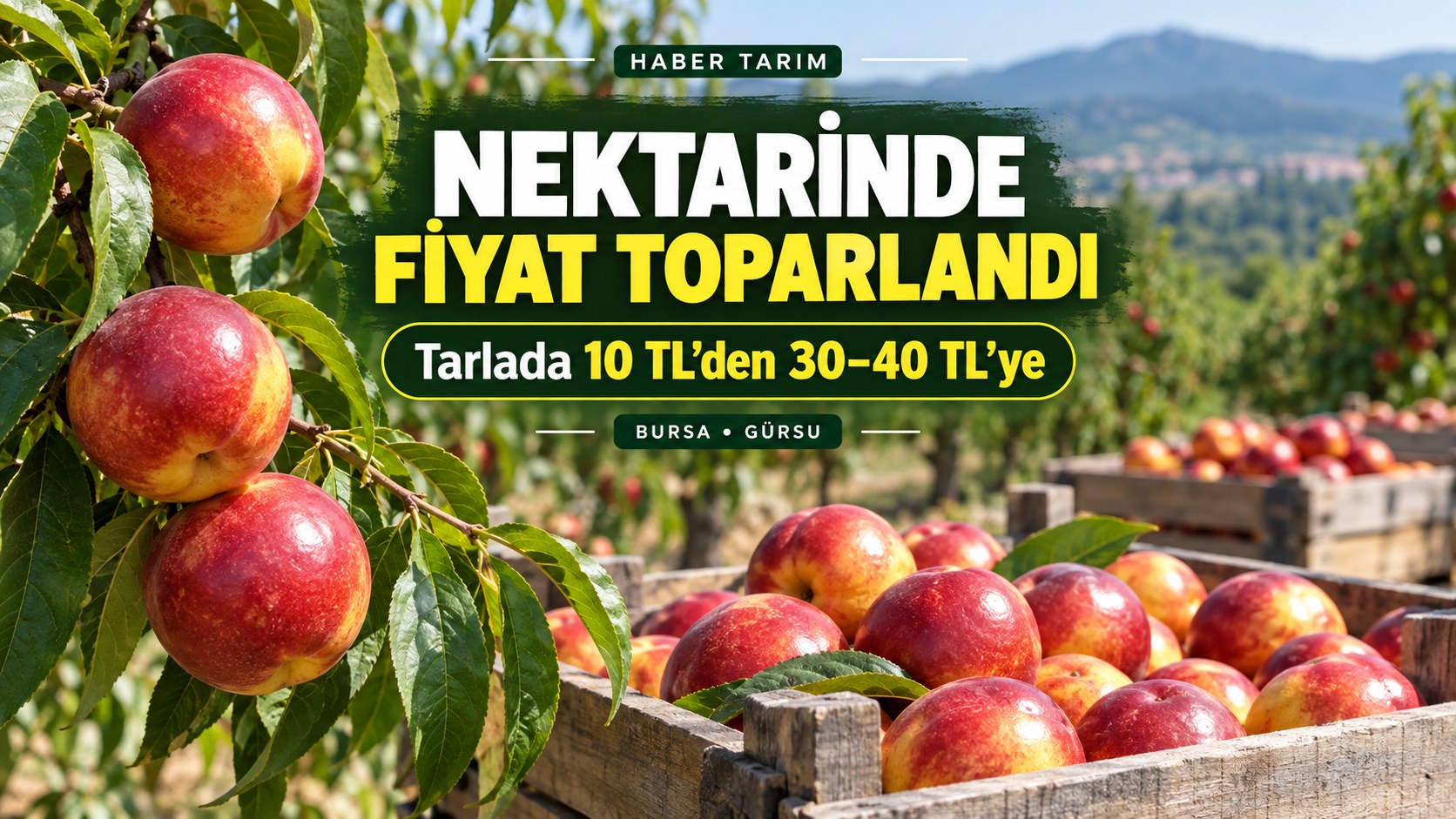 NEKTARİNDE FİYAT TOPARLANDI