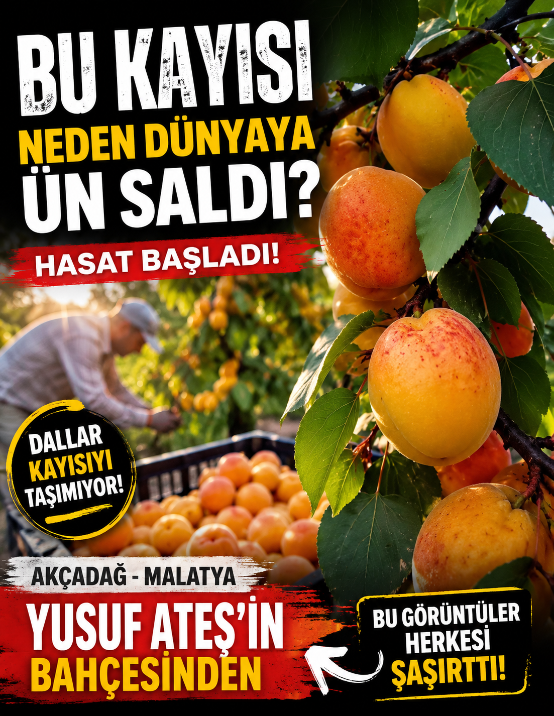 GEÇEN YIL BİTTİ DEDİLER BUGÜNSE...