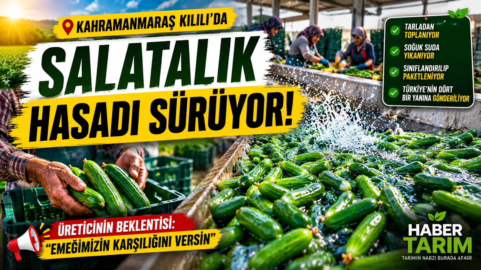 KAHRAMANMARAŞ'TA SALATALIK HASADI HIZ KESMİYOR