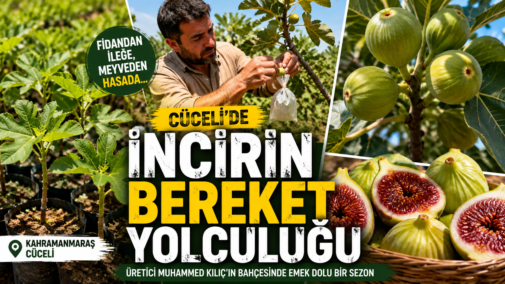 CÜCELİ’DE İNCİRİN BEREKET YOLCULUĞU