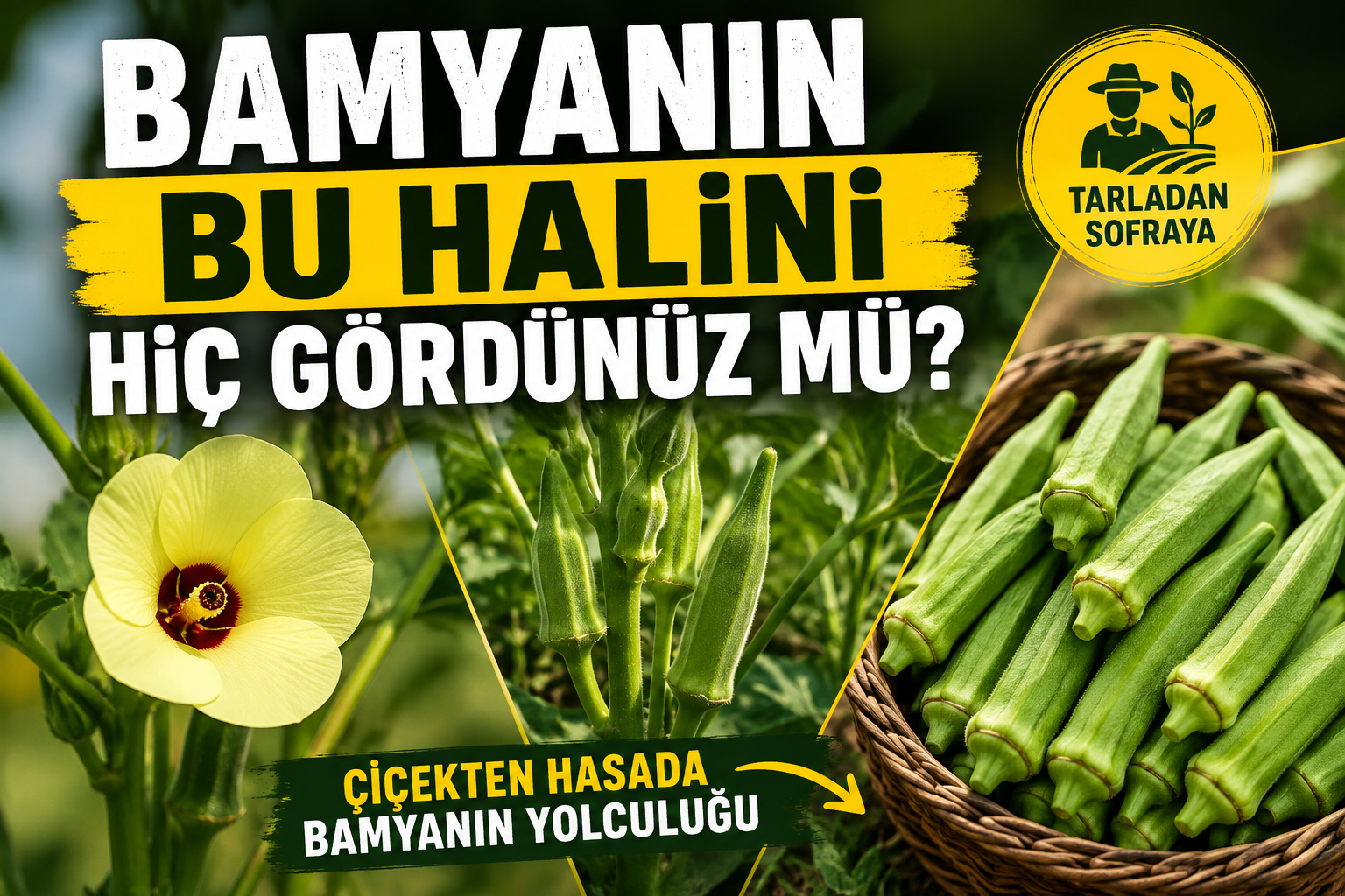 ÇİÇEKTEN HASADA BAMYANIN YOLCULUĞU